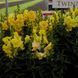 Антіррінум низькорослий махровий Твінні F1 (Фасовка: 100 шт; Колір: yellow shades)