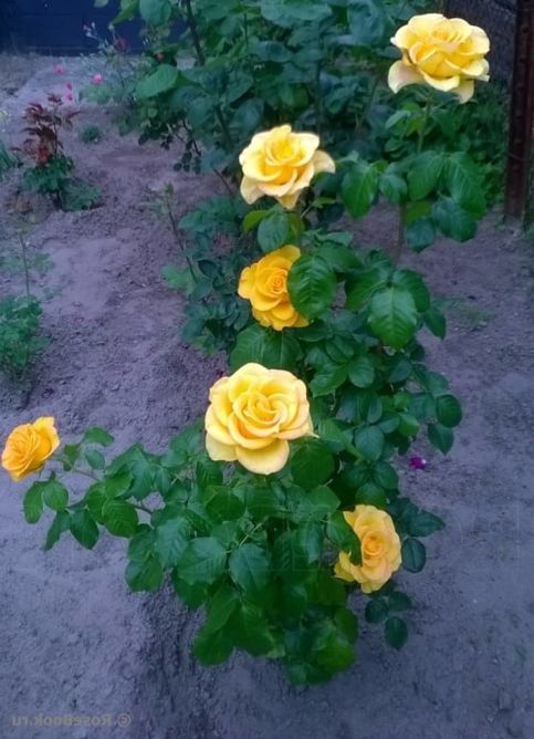 Роза чайно-гибридная Керио, 1 шт