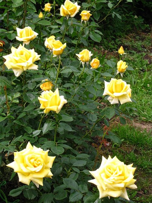 Роза чайно-гибридная Ландора, 1 шт