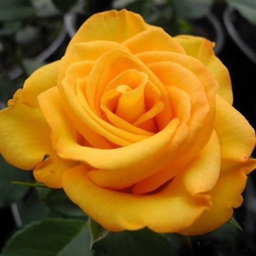 Троянда чайно-гібридна Керіо, 1 шт