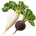 Насіння редьки