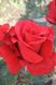 Троянда чайно-гібридна Ред Берлін, 1 шт