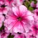 Петунія грандіфлора Трітунія F1 (Фасовка: 500 шт; Колір: pink veined)