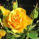 Троянда чайно-гібридна Керіо, 1 шт