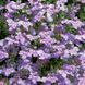Лобелія низькоросла Палац (Фасовка: 1000 шт; Колір: lilac)