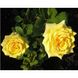 Роза чайно-гибридная Ландора, 1 шт