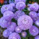 Астра хризантемовидная Леди Корал (Фасовка: 1 г; Цвет: голубой)