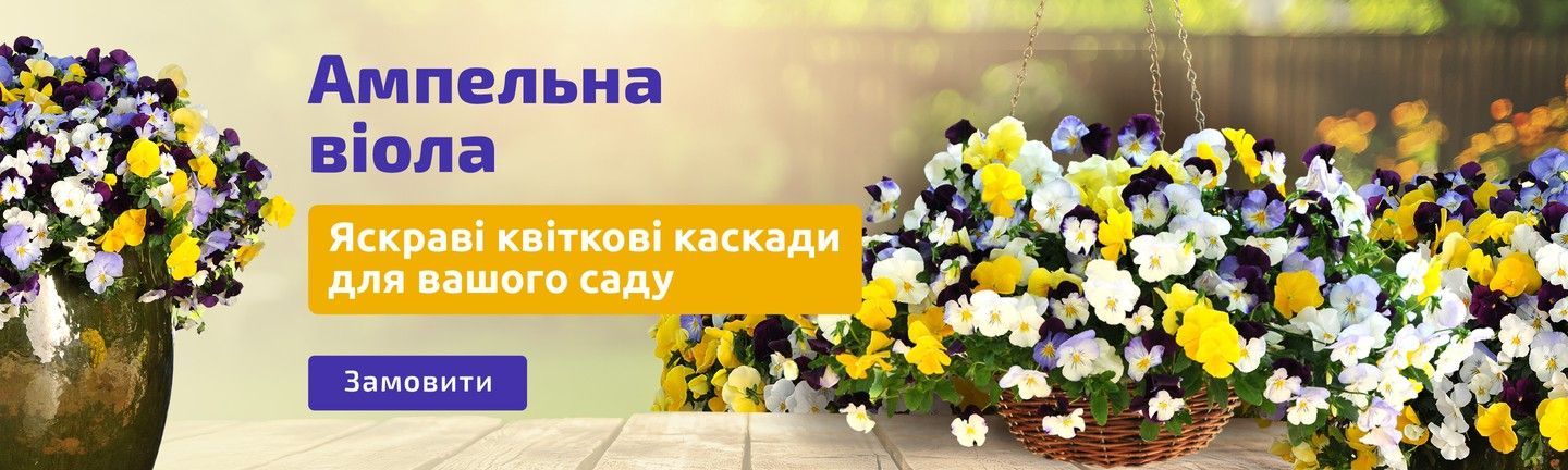 Ампельна віола