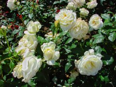 Троянда Карен Бліксен, чайно-гібридна, білий, 1 шт