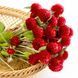 Гомфрена высокорослая Клубничное поле