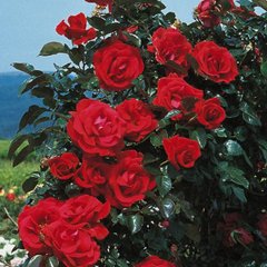 Троянда плетиста червона Family Red