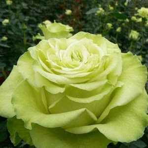 Роза чайно-гибридная Супер Грин, 1 шт
