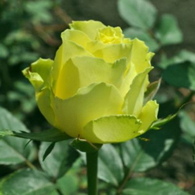Троянда чайно-гібридна Супер Грін, 1 шт