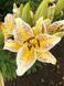 Тайгермун - Tigermoon