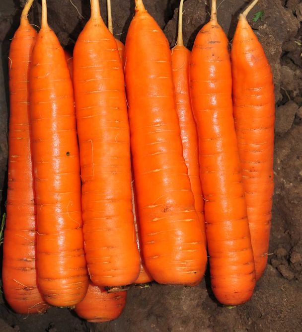 Морковь Колтан F1 (Фасовка: 100 000 шт)