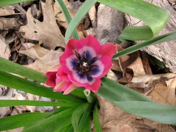 Тюльпан Pulchella Little Beauty, 5 шт