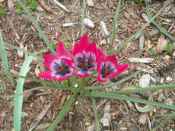 Тюльпан Pulchella Little Beauty, 5 шт