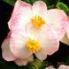 Бегония вечноцветущая Бада Бинг F1 (Фасовка: 200 шт; Цвет: rose bicolor)
