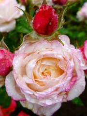 Роза флорибунда Свитхарт, 1 шт