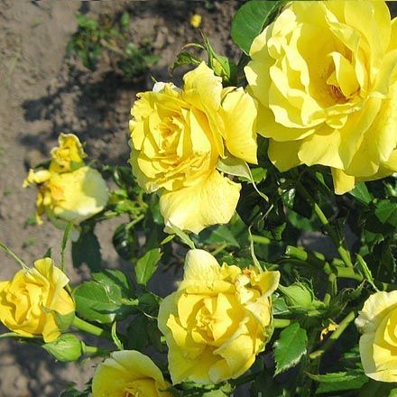 Роза флорибунда Фрезия (Фасовка: 1 шт.)