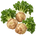 Насіння селери