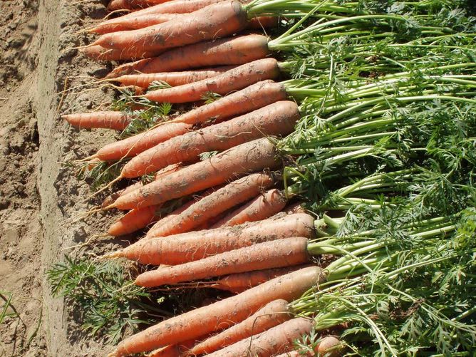 Морковь Вита Лонга (Фасовка: 50 гр)