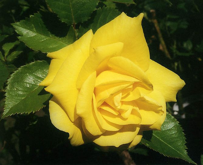 Роза флорибунда Фрезия (Фасовка: 1 шт.)