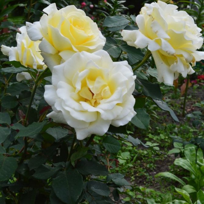 Роза чайно-гибридная Элина (Фасовка: 1 шт.)
