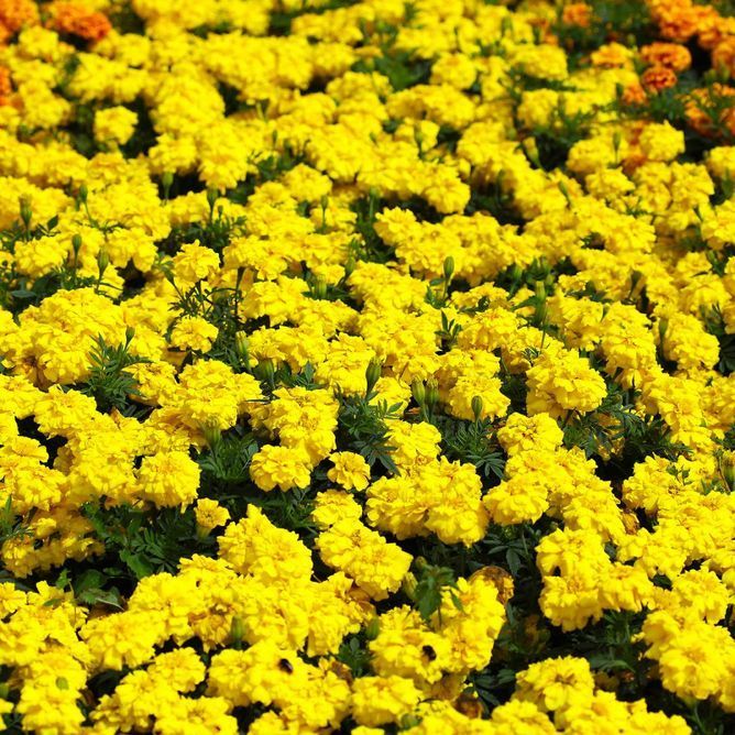 Чорнобривці триплоїдні Зеніт F1 (Фасовка: 100 шт; Колір: bright yellow)