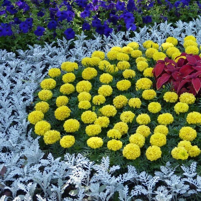 Цинерарія приморська Сільвердаст
