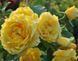 Троянда плетиста жовта Family Yellow, 1 шт