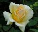 Роза чайно-гибридная Элина (Фасовка: 1 шт.)
