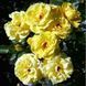 Троянда плетиста жовта Family Yellow, 1 шт