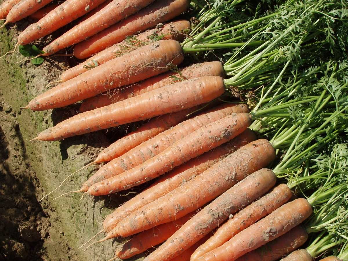 Морковь гибриды. Морковь Бангор f1. Морковь Балтимор f1. Морковь Бангор f1 (180шт). Морковь Наполи f1 AGROELITA.