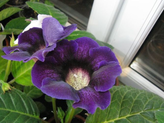 Violacea - Віолацея, темно-пурпурний, 1 шт, темно-фіолетовий