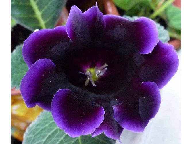 Violacea - Віолацея, темно-пурпурный, 1 шт, темно-фиолетовый