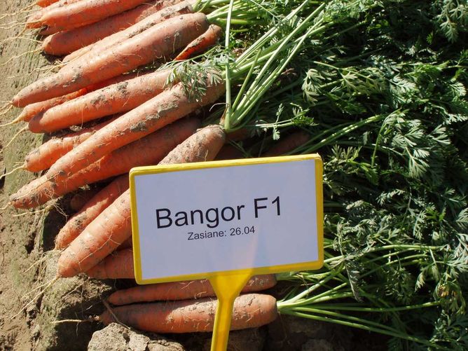 Морковь Бангор F1 (1,8 -2,0 мм) (Фасовка: 25 000 шт)