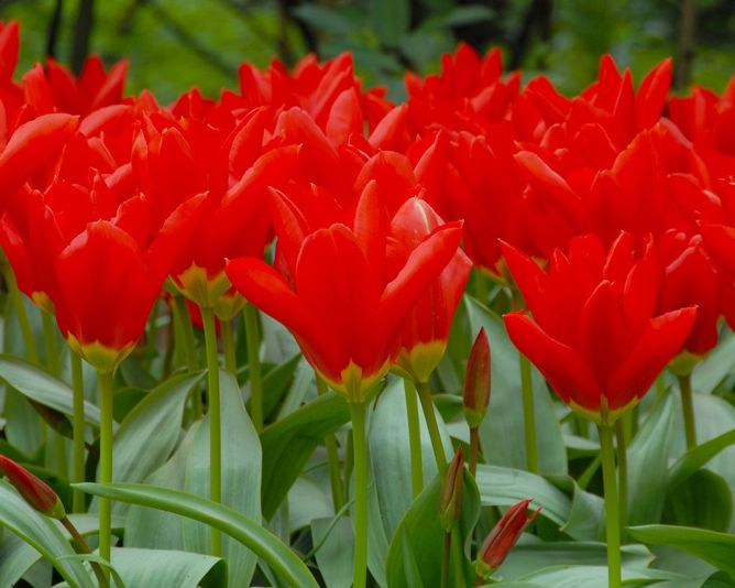 Тюльпан Red Emperor, 2 шт