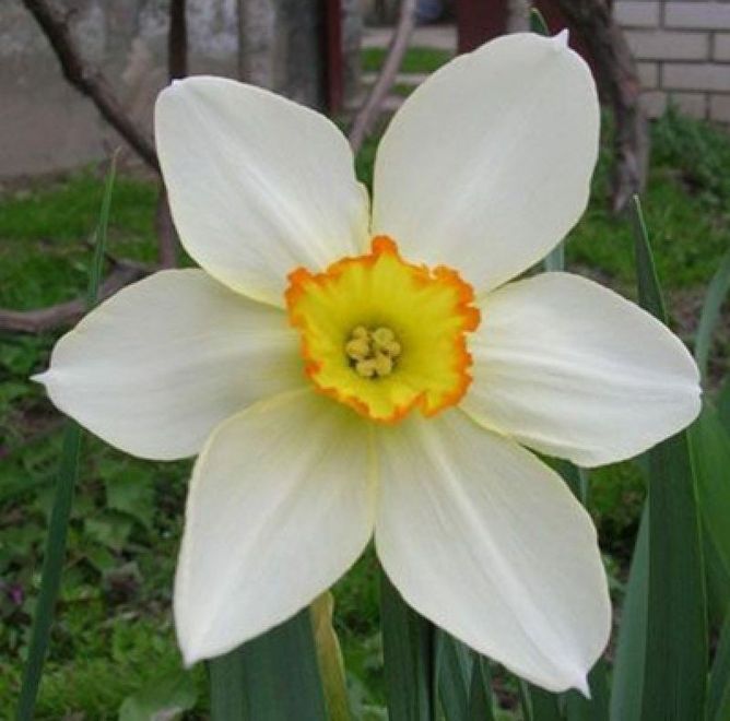 Нарцис Actaea