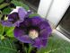 Violacea - Віолацея, темно-пурпурний, 1 шт, темно-фіолетовий