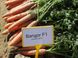 Морковь Бангор F1 (1,8 -2,0 мм) (Фасовка: 25 000 шт)