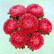 Астра хризантемовидная Леди Корал (Фасовка: 1 г; Цвет: темно-красный)