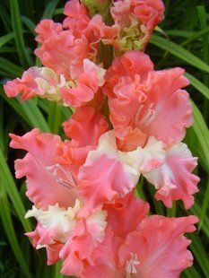 Гладиолус Фризлед Корал Лейс - Frizzled Coral lace