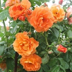 Троянда паркова Вестерленд (Фасовка: 1 шт)