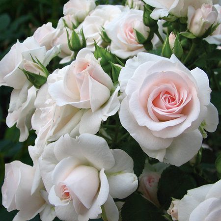 Роза полиантовая Аспирин (Фасовка: 1 шт.)