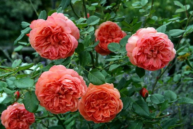 Троянда Кордес Саммер Б'юті (Фасовка: 1 шт)
