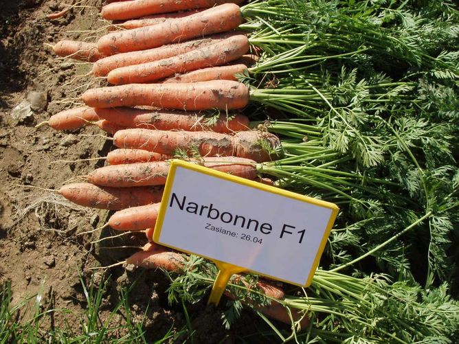 Морква Нарбоне F1 (2,0-2,2 мм) (Фасовка: 100 000 шт)
