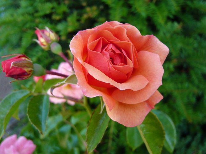 Троянда Кордес Саммер Б'юті (Фасовка: 1 шт)