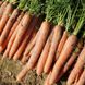Морковь Нарбоне F1 (2,0-2,2 мм) (Фасовка: 100 000 шт)