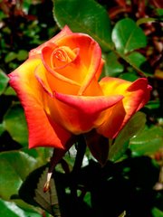 Троянда чайно-гібридна Ред Голд (Фасовка: 1 шт)